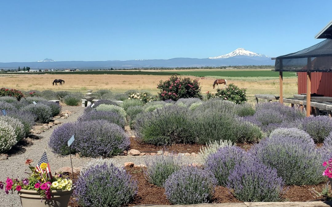 A Fragrant Getaway: Exploring Cascade Lavender Farm