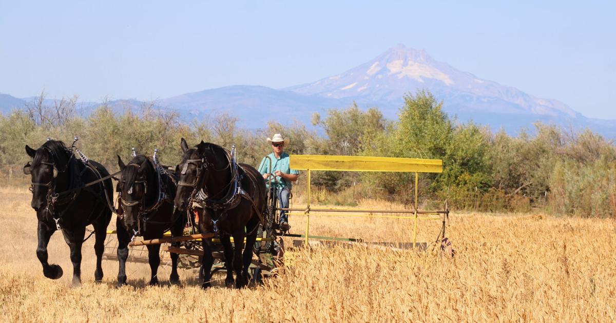 The Threshing Bee in action, inviting the community to explore agricultural history on Sept. 14-15.