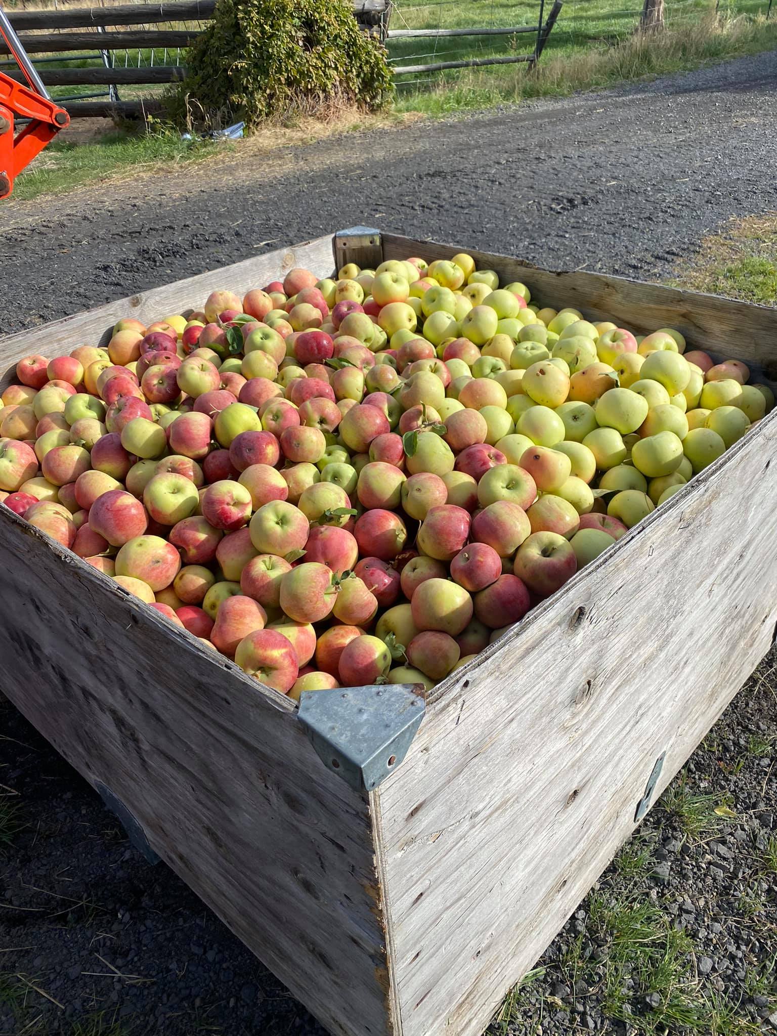 In Cahoots Heirloom Apple Collaborative in Central Oregon