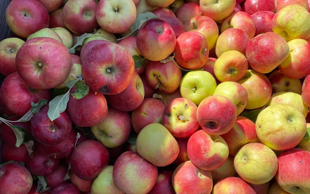 Rooted in History: The In Cahoots Heirloom Apple Collaborative’s Impact on Central Oregon