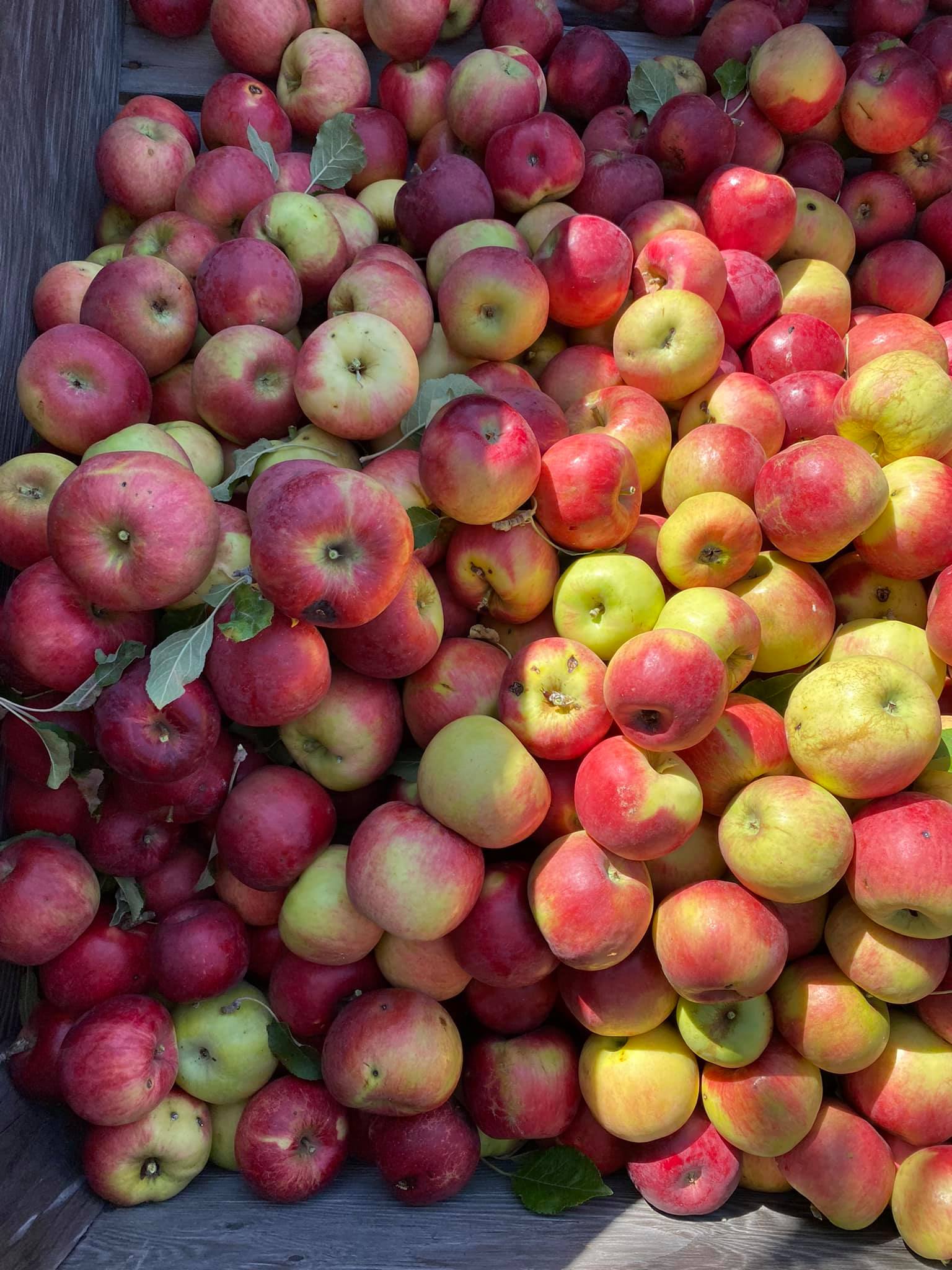 In Cahoots Heirloom Apple Collaborative in Central Oregon