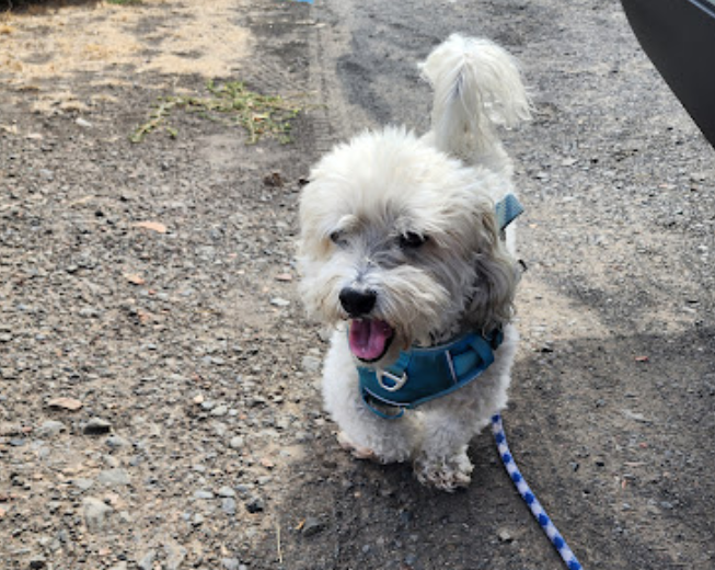 The Secret to a Happy Pet? Discover Shed Happens in Madras, OR