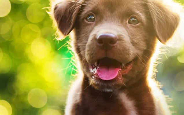 Madras Animal Hospital in Madras, OR