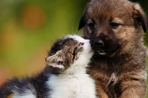 Madras Animal Hospital in Madras, OR